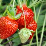 Strawberries and its varieties
