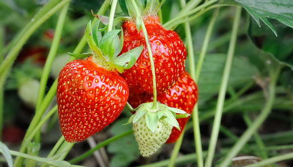 Strawberries and its varieties