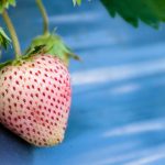 Features of white strawberries, planting and care