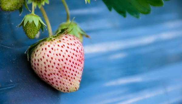 Features of white strawberries, planting and care