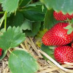 How to achieve large strawberry harvests