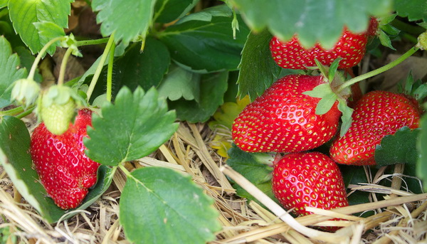 High harvest of strawberries