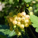 Photo of white currant, its composition and benefits