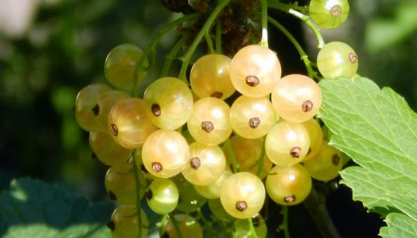  Photo of white currant, its composition and benefits