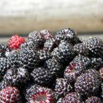 Photo of black raspberries, growing and caring for them