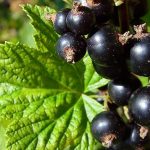Photo of black currant, its beneficial properties and care