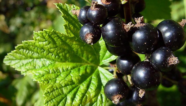 Photo of black currant, its beneficial properties and care