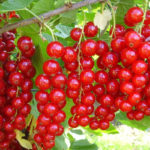 Photo of hybrid currant and its beneficial properties
