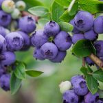 Photo of blueberries and their agricultural technology