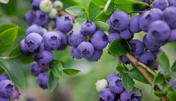 Photo of blueberry and its agricultural technology