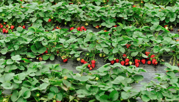 Photo of strawberry beds for a garden and large vegetable garden