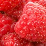 Photos of large raspberry varieties and their characteristics