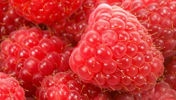 Photo of large varieties of raspberries and their characteristics