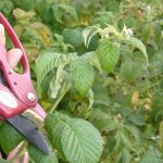 Photo of correct pruning of raspberry bushes