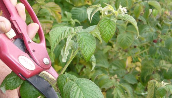  Photo of correct pruning of raspberry bushes