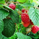 Photo of treating raspberries from diseases and pests