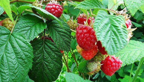 Photo of treating raspberries for diseases and pests