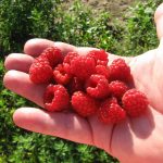Photo of picking raspberries