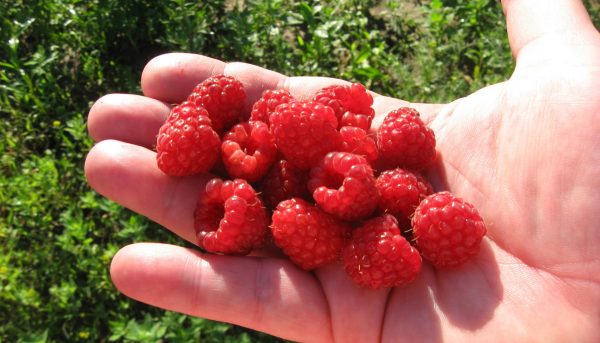 Photo of picking raspberries