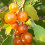 Photo of saving currants from diseases and pests