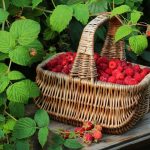 Photo of saving raspberries from pests