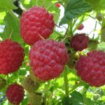 Photo of caring for raspberry bushes