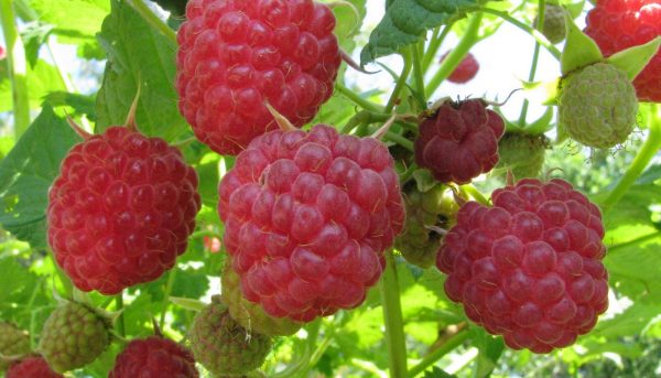  Photo of caring for raspberry bushes