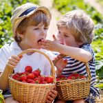 Photo we understand the varieties of strawberries