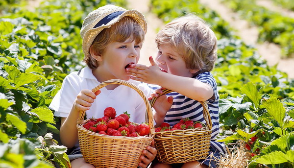 Photo we understand the varieties of strawberries