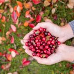 Photo of garden cranberries, their care and cultivation