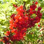 Photo of red currant, its high-yielding varieties