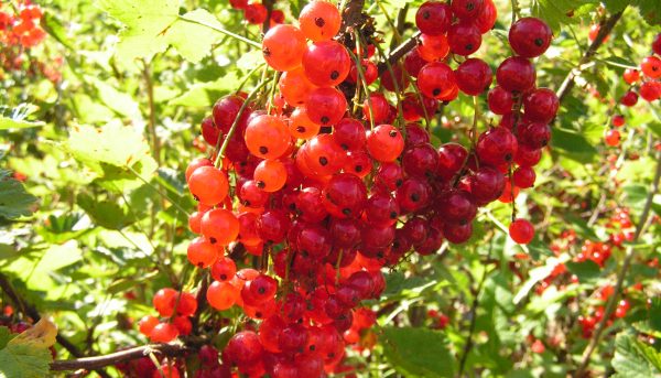 Photo of red currant, its high-yielding varieties