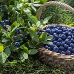 Photos of blueberry varieties and comparative characteristics of their qualities and properties