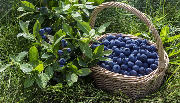 Photos of blueberry varieties and comparative characteristics of their qualities and properties