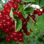 Photo of the healing properties of currants