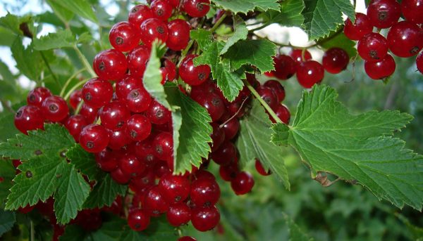 Photo of the healing properties of currants
