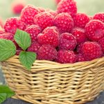 Photos of raspberry species and varieties with descriptions