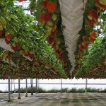 Choosing a shelf for proper cultivation of strawberries