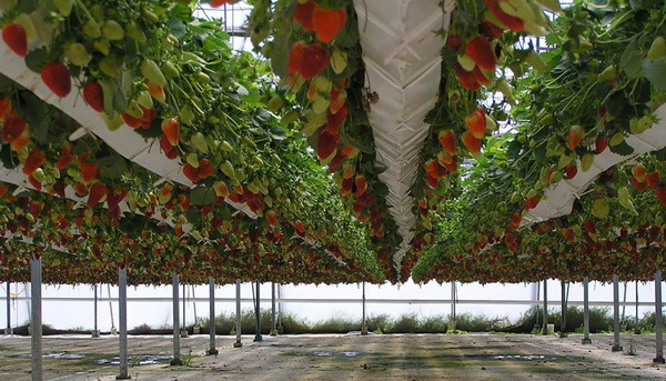 Choosing whatnots for proper cultivation of strawberries