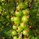 Photo of green-fruited currants, its care and reproduction