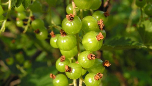  Photo of green-fruited currant, its care and reproduction