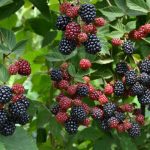 Photo of different varieties of blackberries
