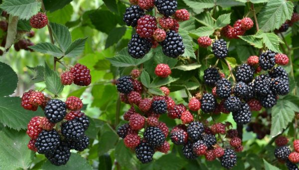 Photo of different varieties of blackberries