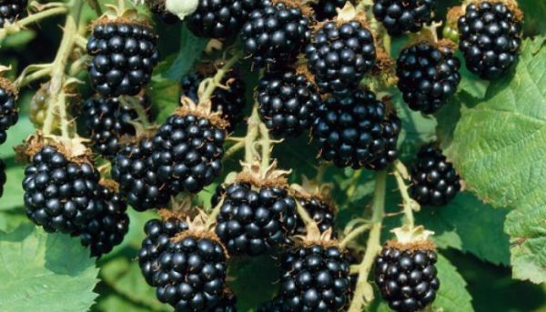 Photo of blackberries fed with fertilizers