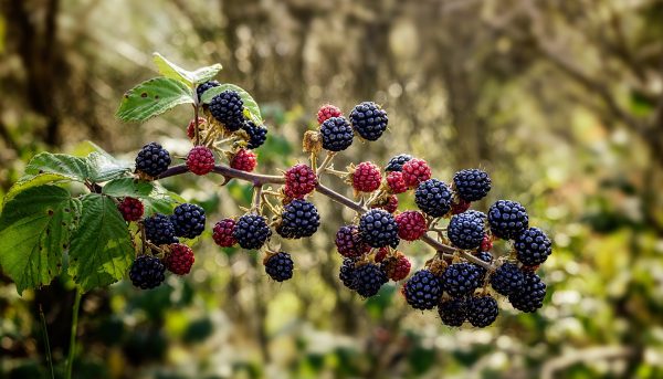 Photo of blackberry varieties