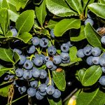 Photo of bog blueberry and its description