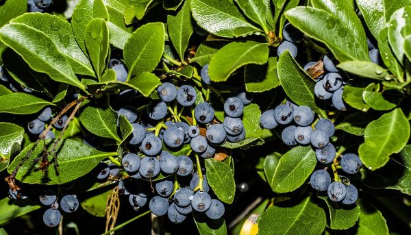 Photo of marsh blueberry and its description