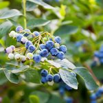 Photo of blueberries, pest and disease control