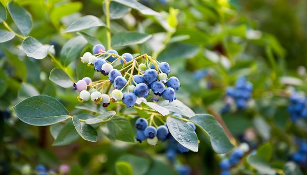 Photo of blueberries, pest and disease control