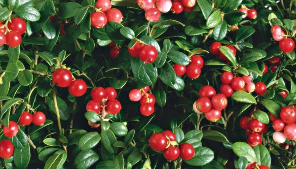 Beautiful photo of lingonberries in HD quality
